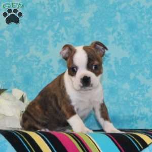 Pineapple, Boston Terrier Puppy
